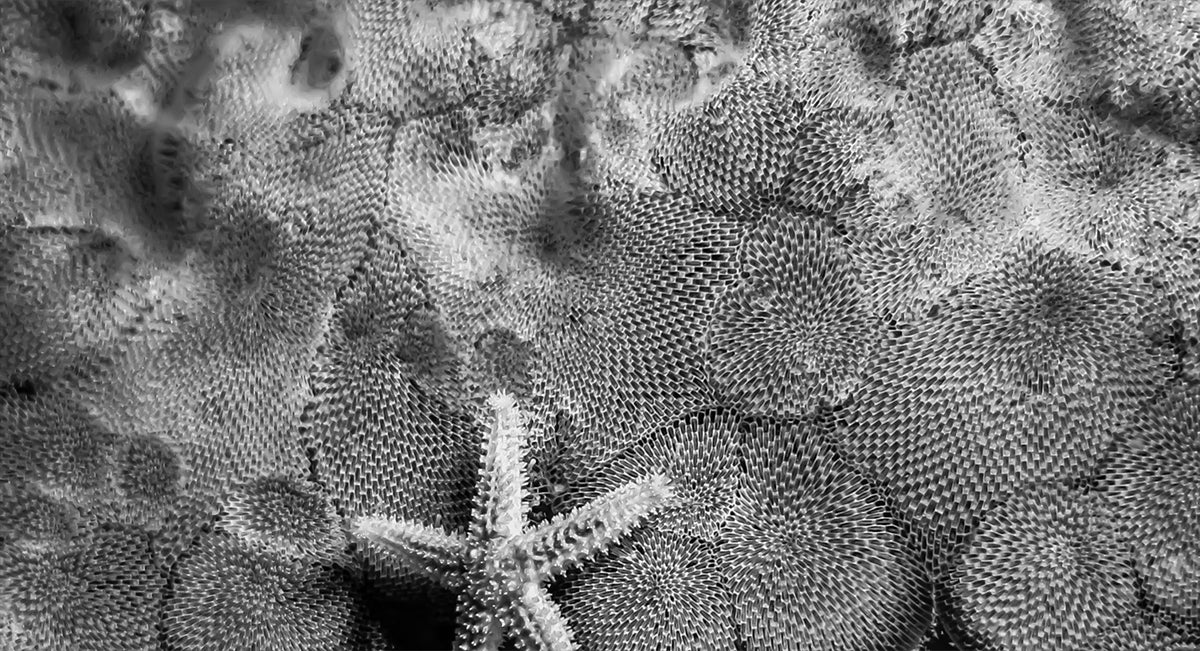 ‘Wish Upon a Sea Star: Regeneration of Hope’ scarf